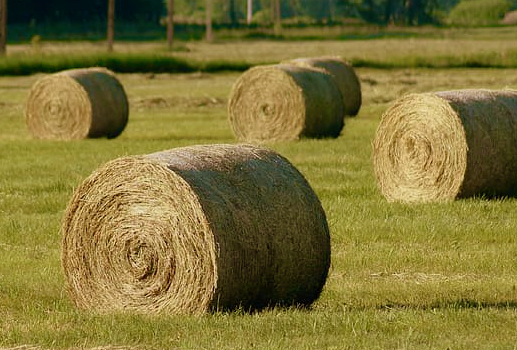 Back In The Hay Farm